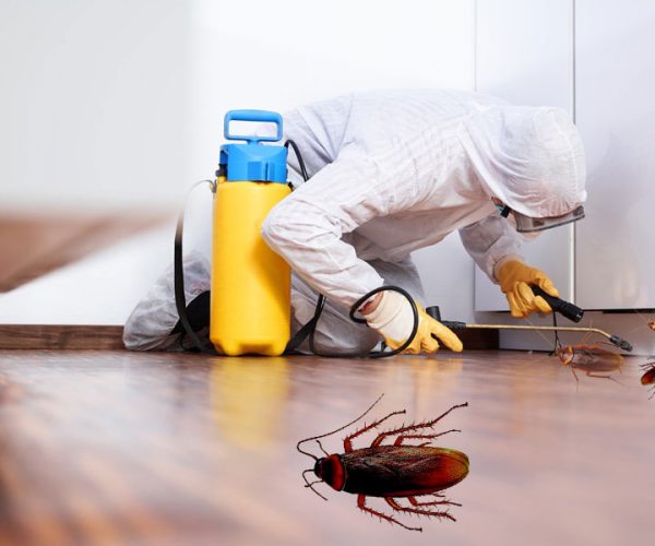 Pest-control-services-.jpeg